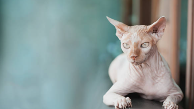 Beautiful:1pbthvwq7gq= Hairless Cat