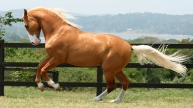 Beautiful:29zstjbbcya= Palomino Horse