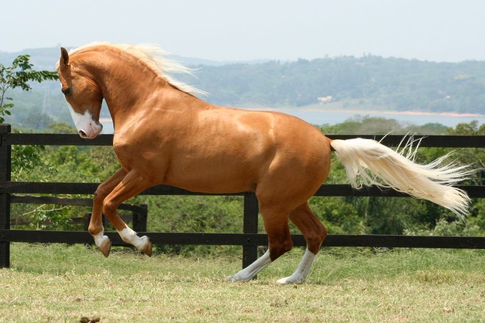 Beautiful:29zstjbbcya= Palomino Horse