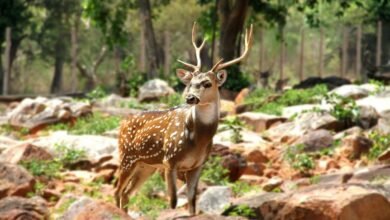 axis focus mutf input