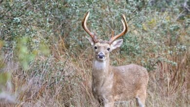 precision identifier tracking compilation